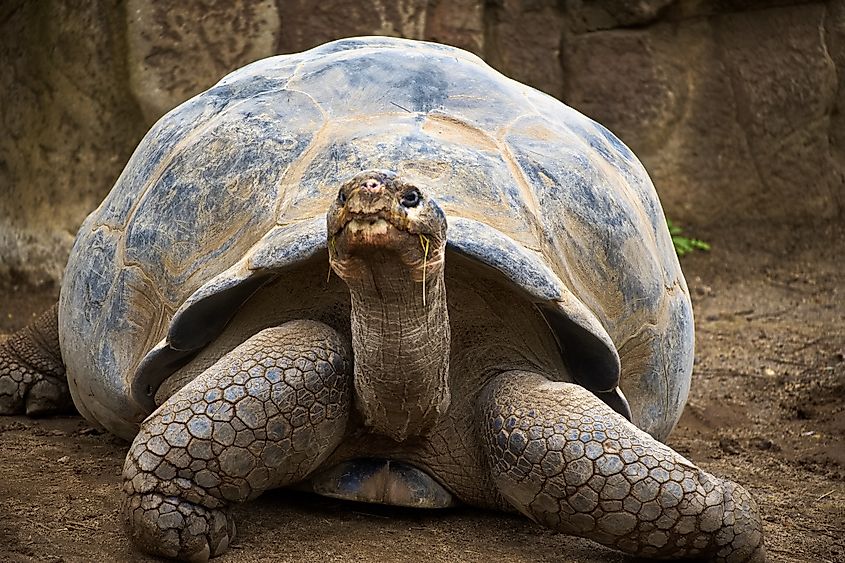 A desert tortoise (Gopherus agassizii)