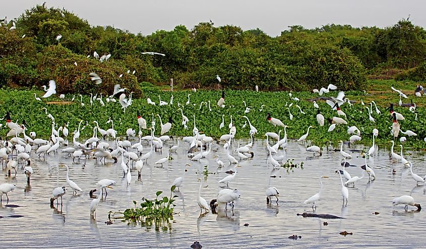 Birds habitat in Brazil.