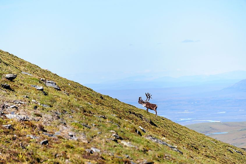 A bull caribou in the wilderness of Gates of the Arctic National Park, Alaska.