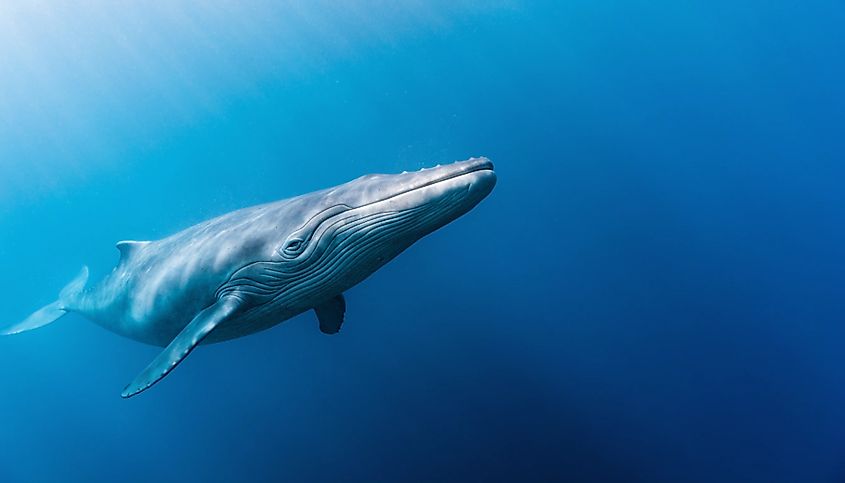 A blue whale (Balaenoptera musculus)