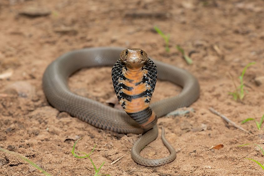 A Mozambique spitting cobra (Naja mossambica)