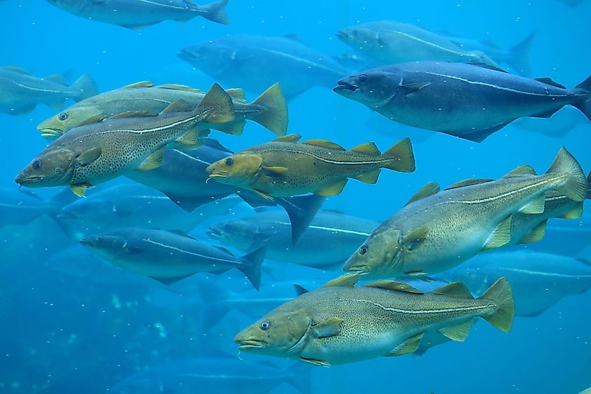 A school of cod swimming in the Atlantic Ocean.