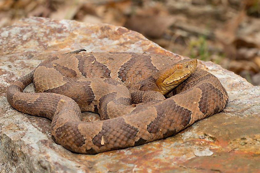 A copperhead resting on a flat rock.