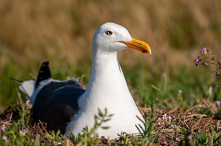 A California gull (Larus californicus)