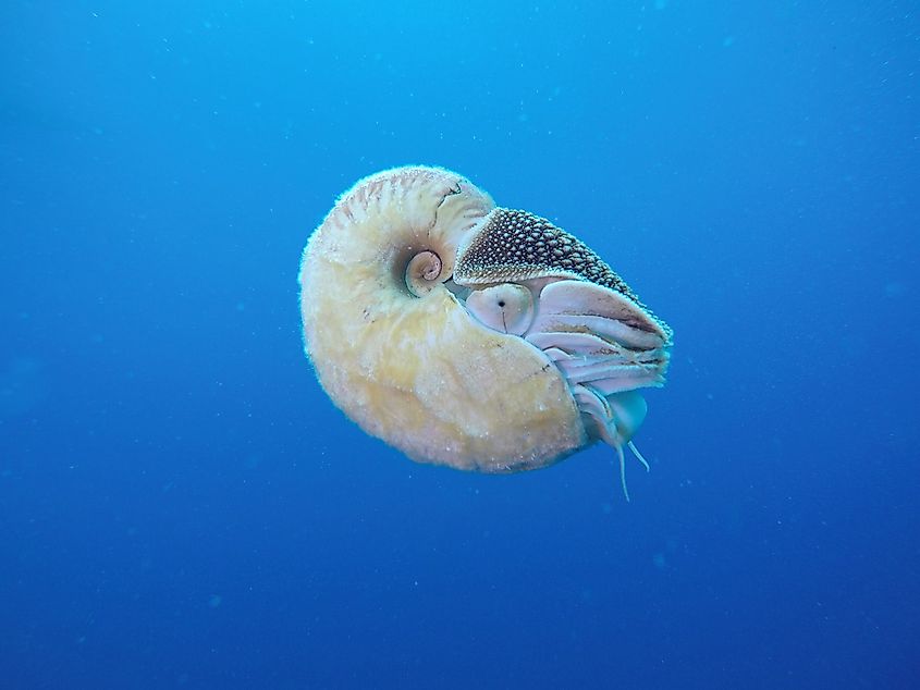 A nautilus in the water