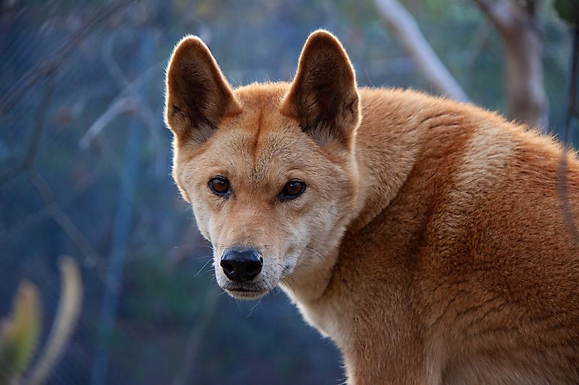 A dingo (Canis familiaris)