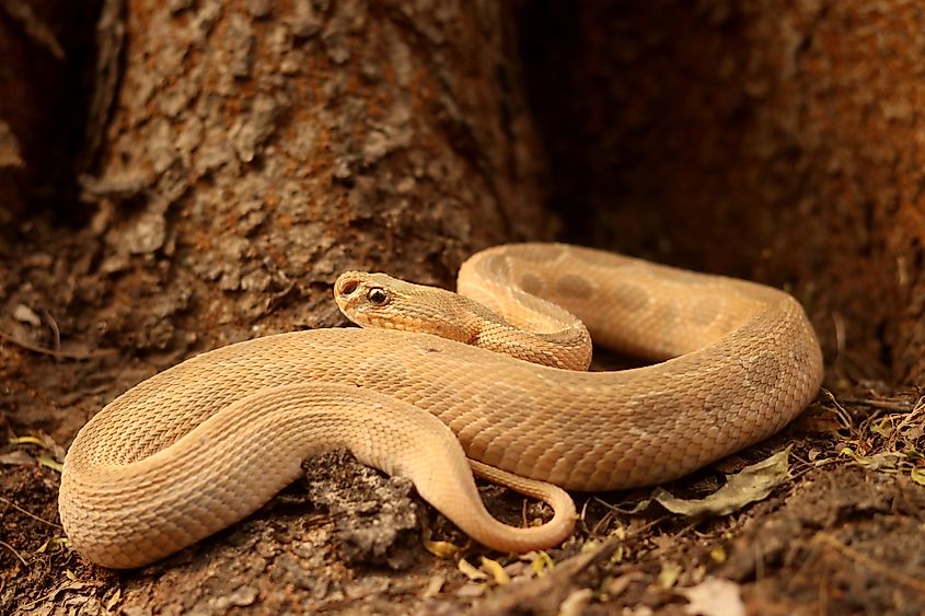 A Russell's viper (Daboia russelii)