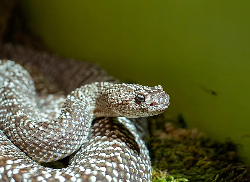A neotropical rattlesnake (Crotalus durissus)