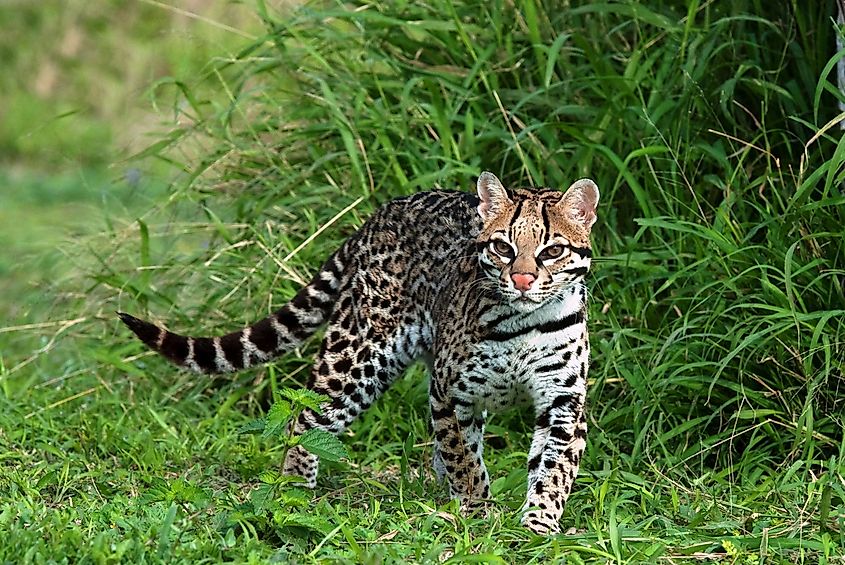 An ocelot walking through dense summer forest.
