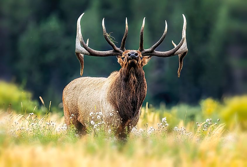 A Rocky Mountain elk (Cervus canadensis nelsoni)