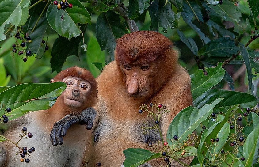 A proboscis monkey with its infant in a tree.