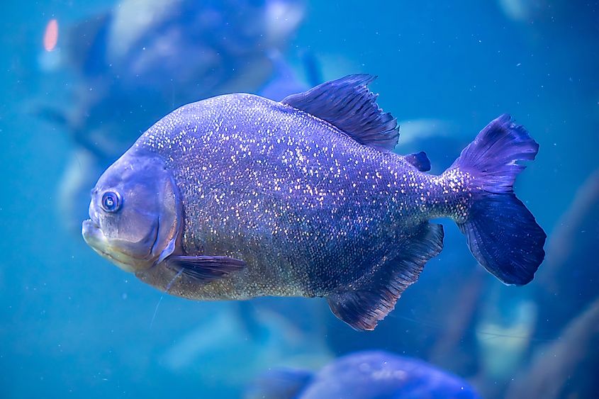 A piranha