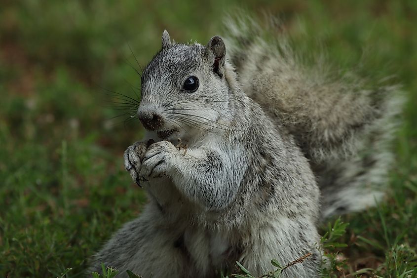 A Delmarva fox squirrel (Sciurus niger cinereus)