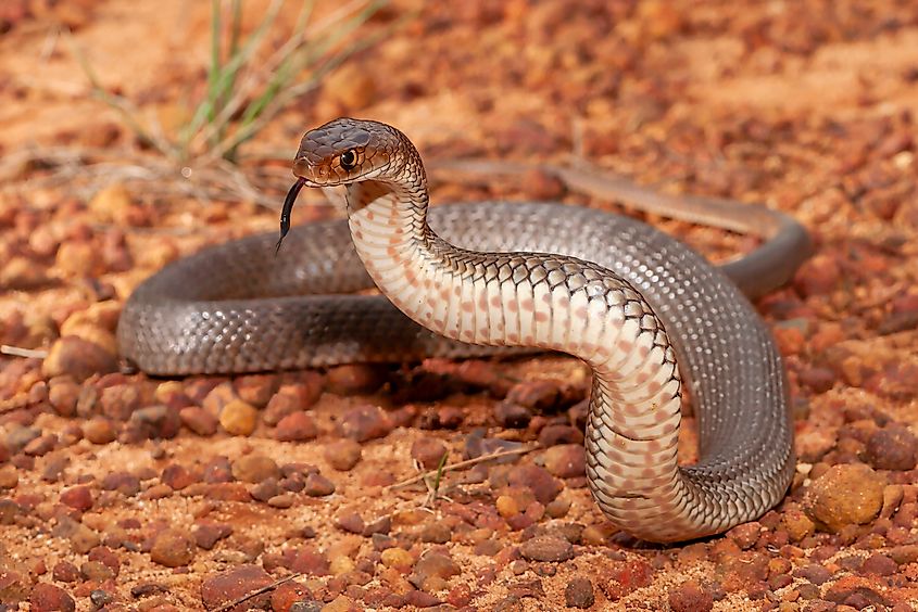 An eastern brown snake (Pseudonaja textilis)