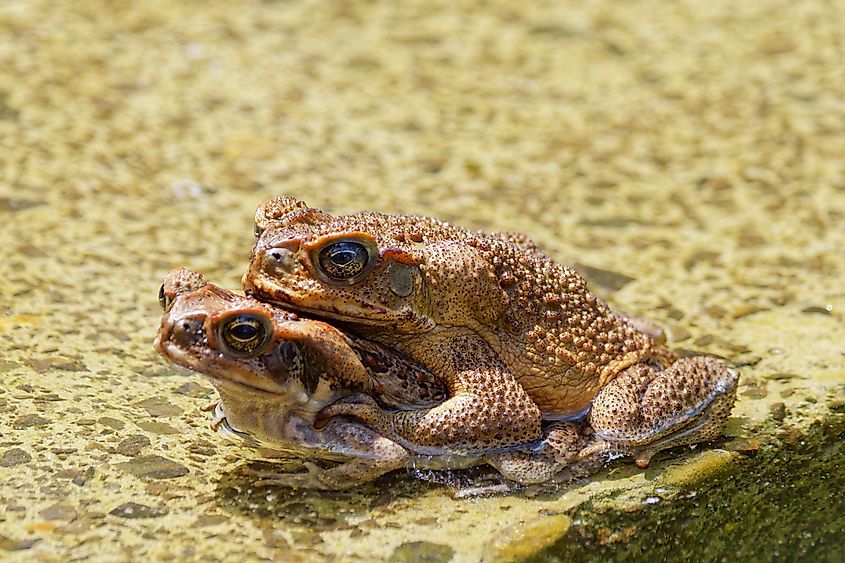 A pair of mating cane toads