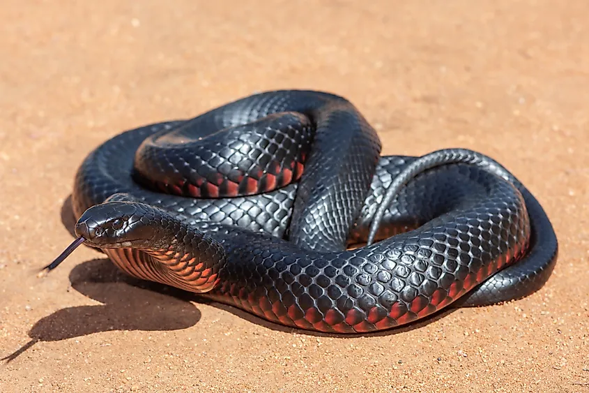 A red-bellied snake (Pseudechis porphyriacus)