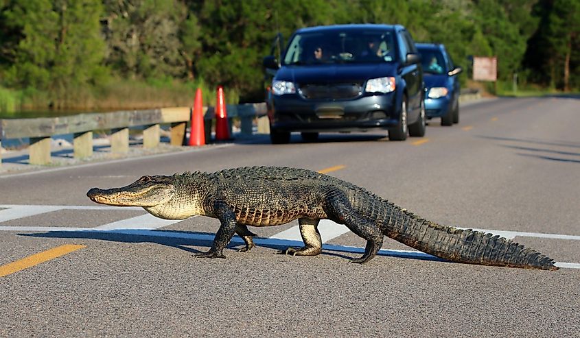 An American alligator crossing the road.