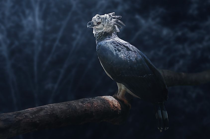 A harpy eagle (Harpia harpyja)