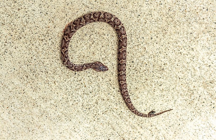 A juvenile mamushi (Gloydius blomhoffii)