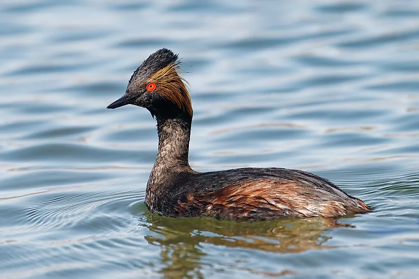 An eared grebe (Podiceps nigricollis)