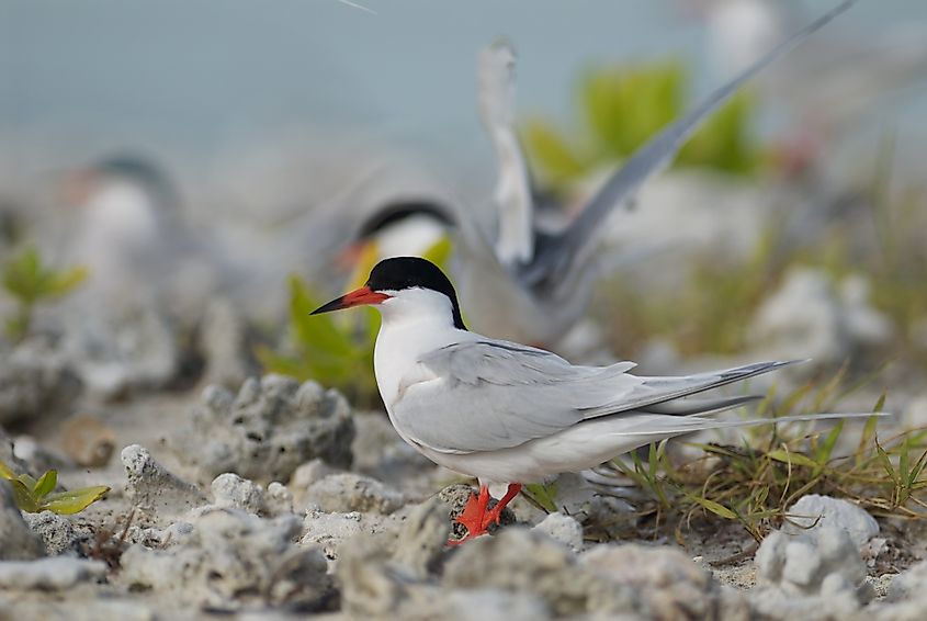 A roseate tern (Sterna dougallii)