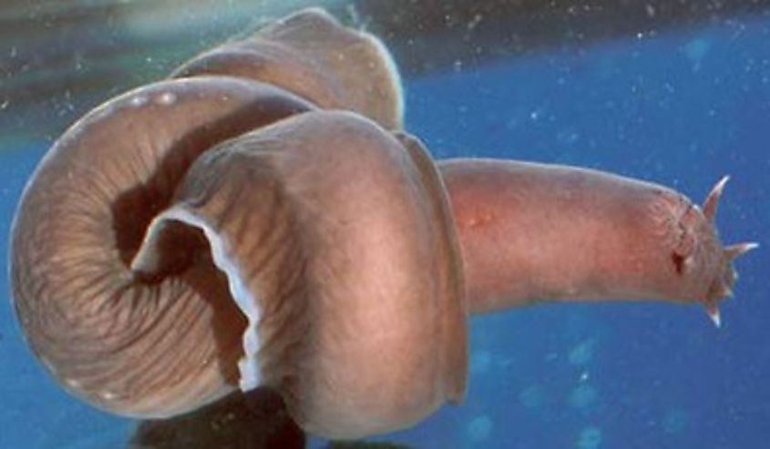 Close-up of a hagfish