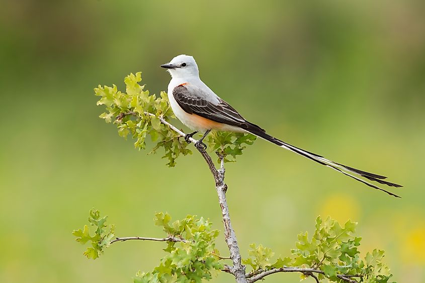 A scissor-tailed flycatcher (Tyrannus forficatus)