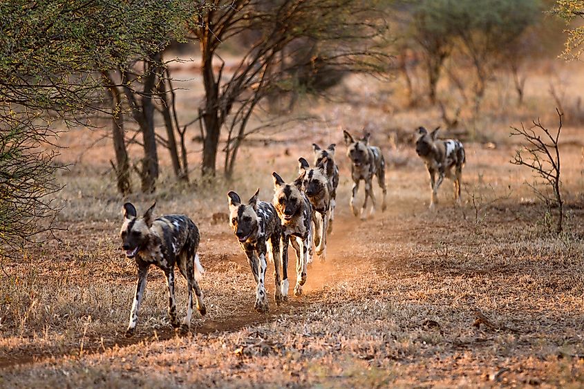 An African wild dog with its distinctive mottled coat.