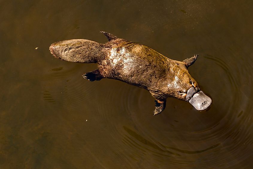 A platypus (Ornithorhynchus anatinus)