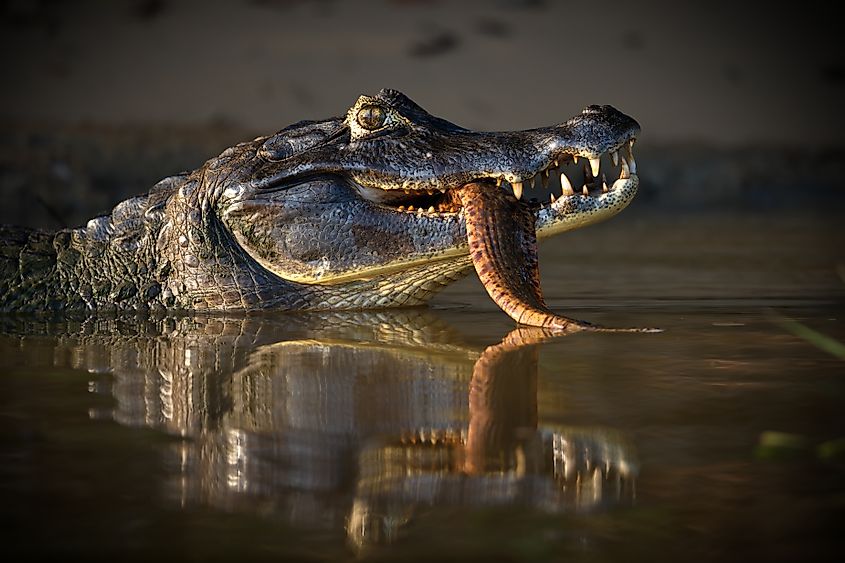 A black caiman eating a fish