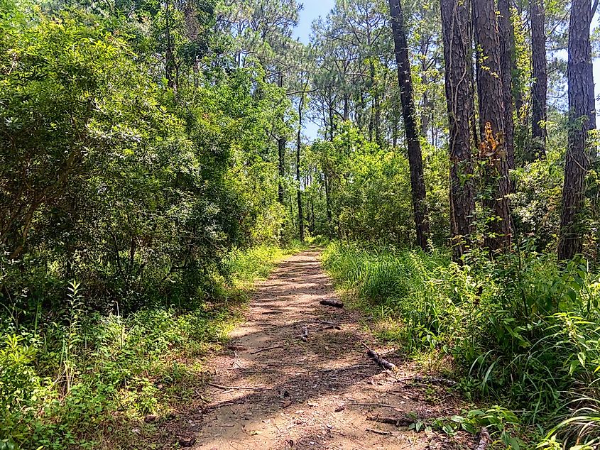 View of a nature trail at Meaher State Park