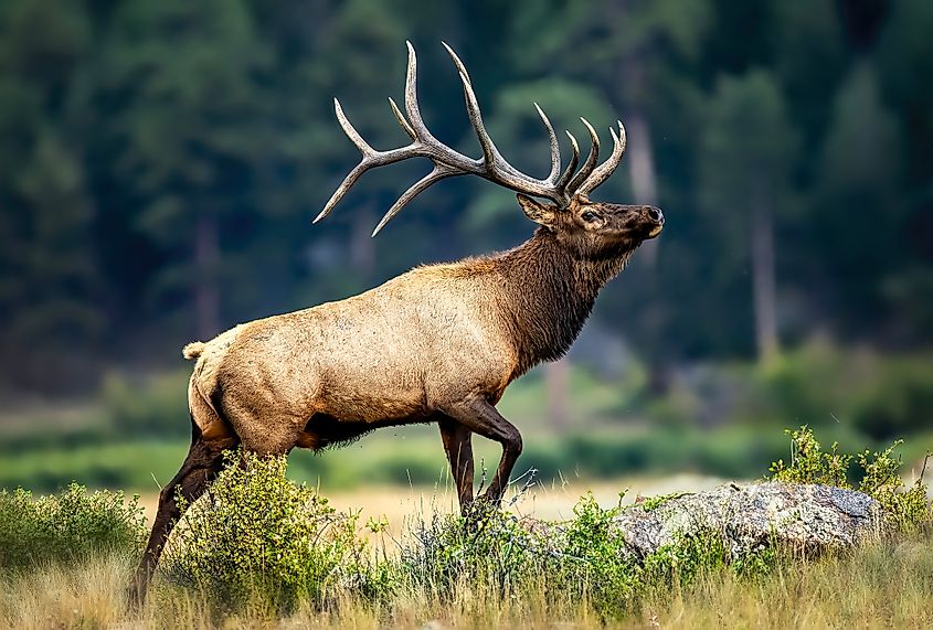 A Rocky Mountain elk (Cervus canadensis nelsoni) 