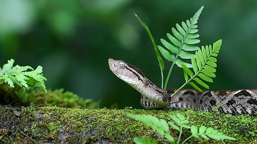 A Fer-de-lance snake (Bothrops asper)