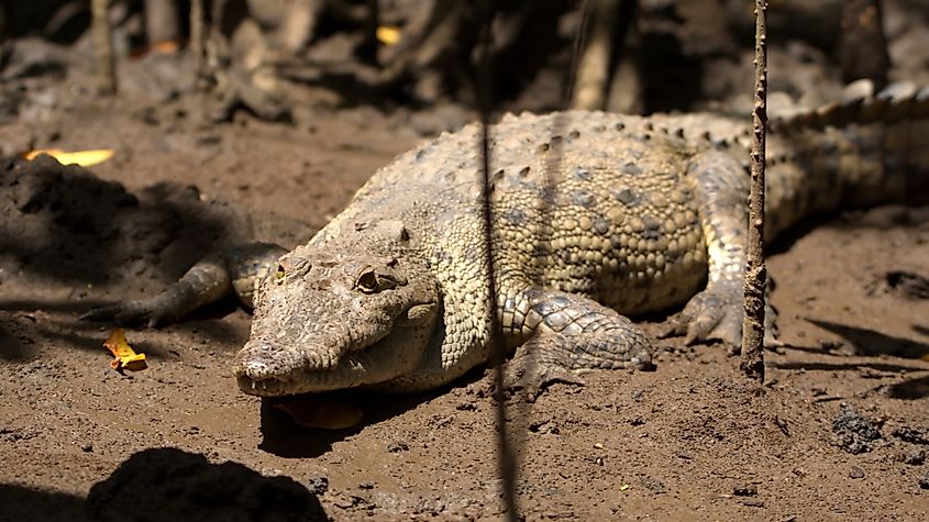 An American crocodile (Crocodylus acutus)
