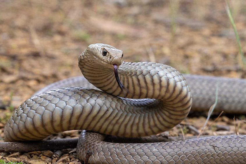 An eastern brown snake (Pseudonaja textilis)