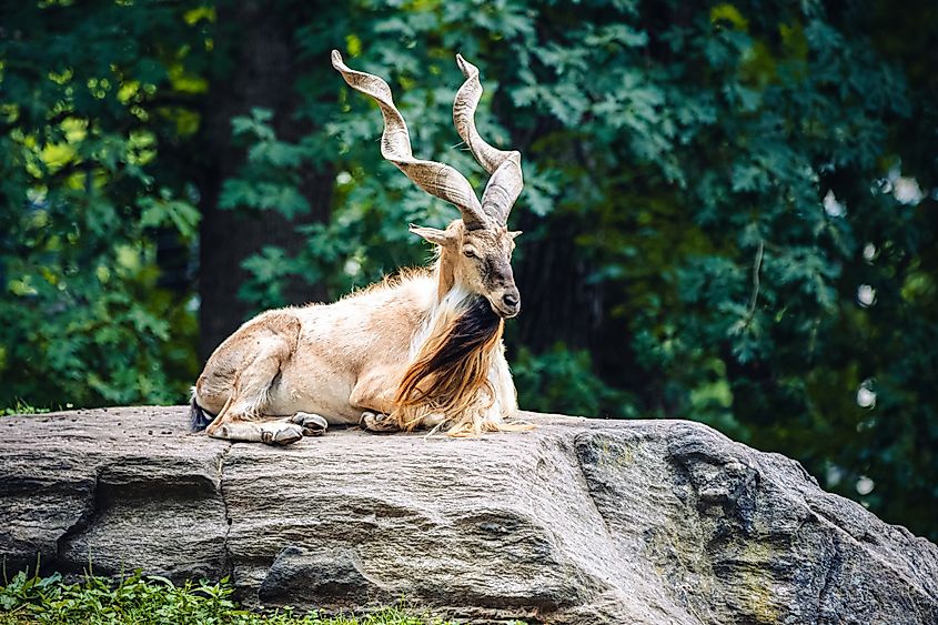 A Bukharan markhor (Capra falconeri heptneri)