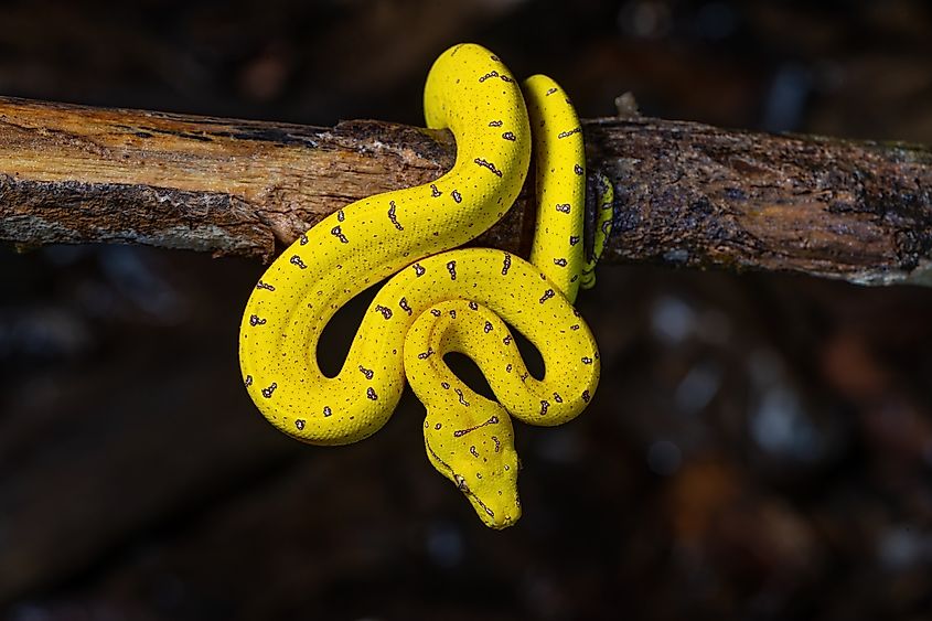 A juvenile green tree python