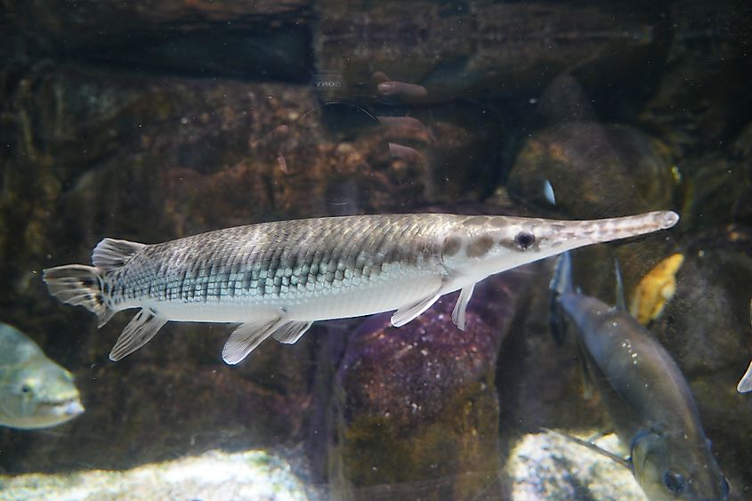 An alligator gar (Atractosteus spatula)