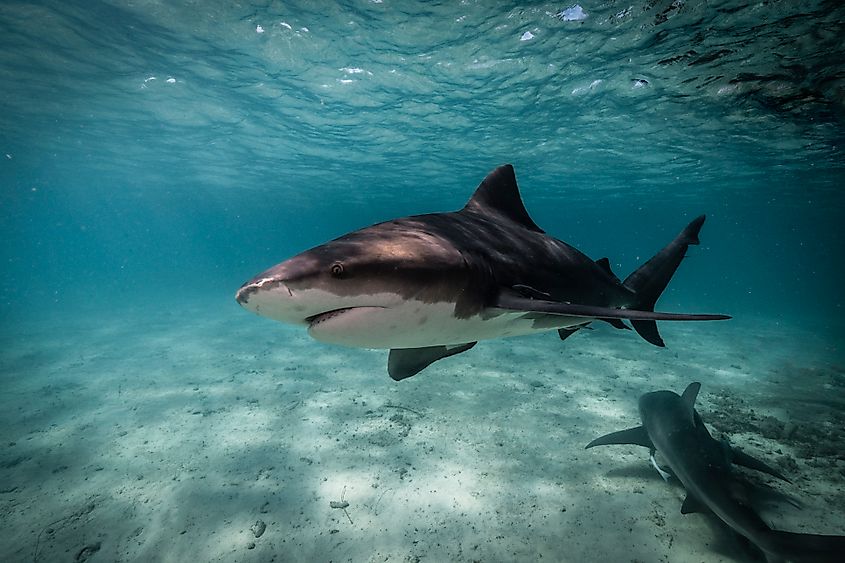 A bull shark (Carcharhinus leucas)