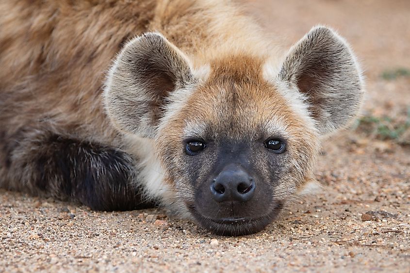 Juvenile spotted hyena