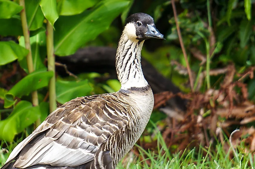 A nene (Branta sandvicensis)