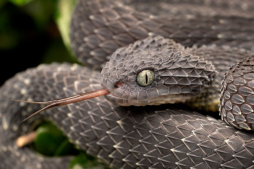 A green bush viper (Atheris squamigera)