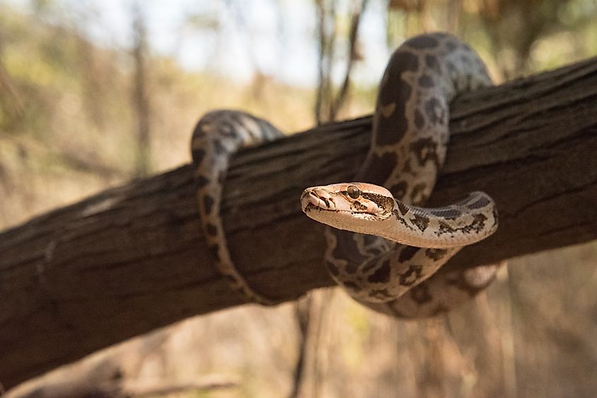 An Indian python (Python molurus)
