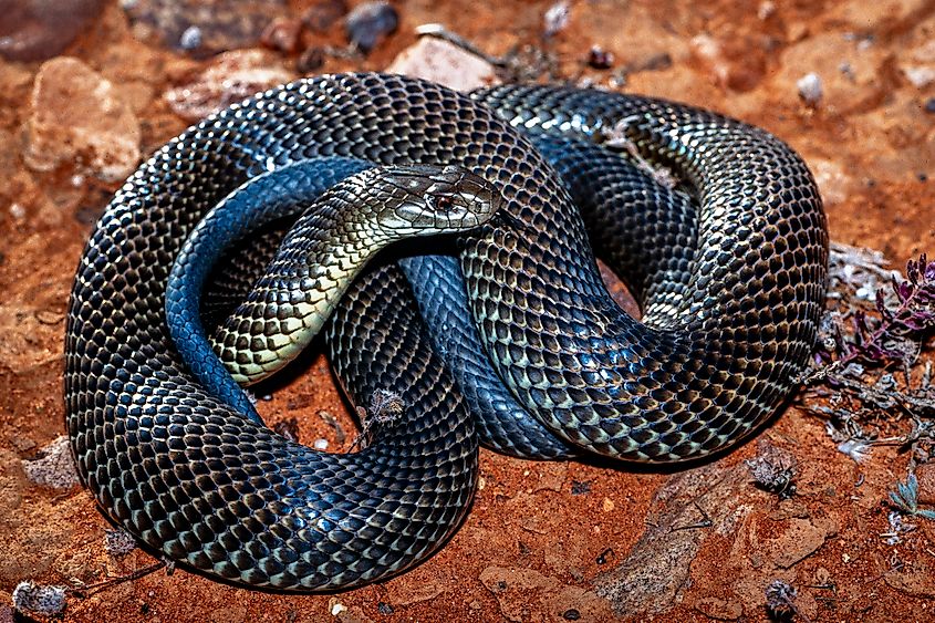 A mulga snake (Pseudechis australis)