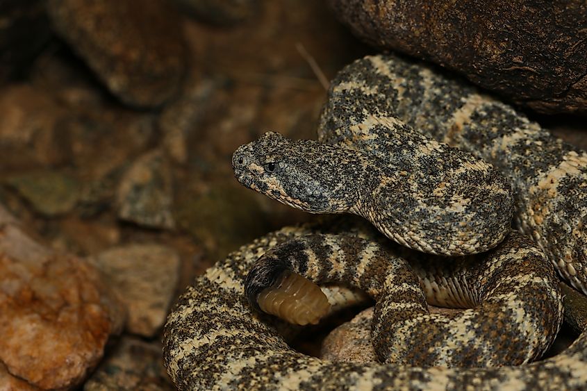 A speckled rattlesnake (Crotalus pyrrhus)
