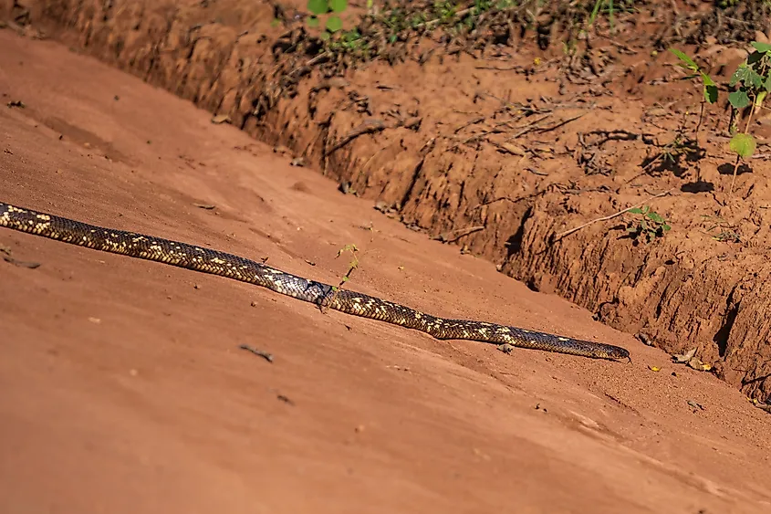 An Egyptian cobra (Naja haje)