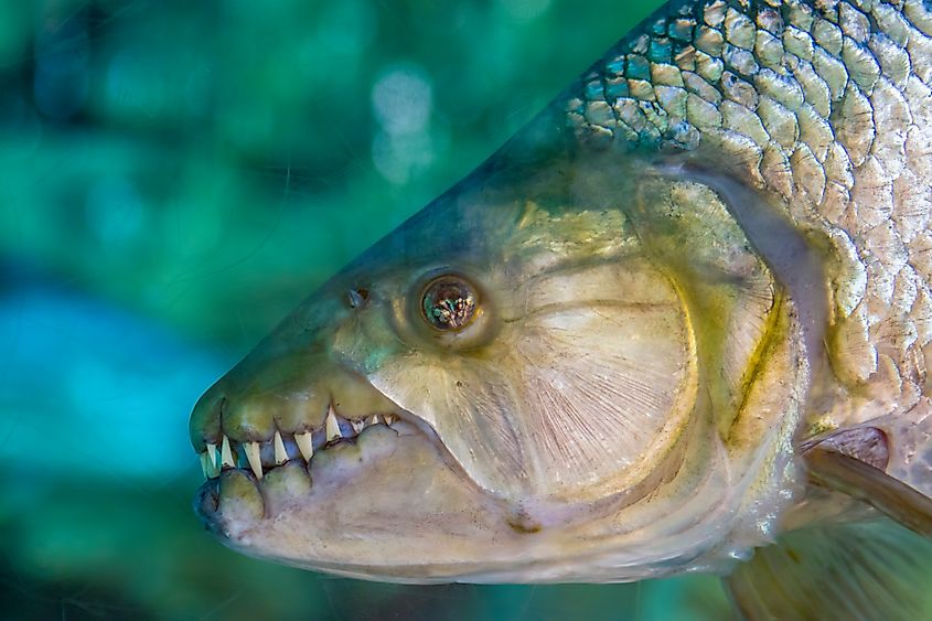 Close up shot of a goliath tigerfish.
