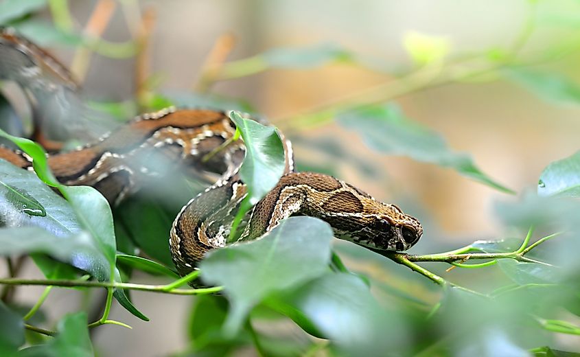 A Russell's viper (Daboia russelii)