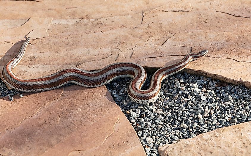 A desert rosy boa (Lichanura trivirgata)