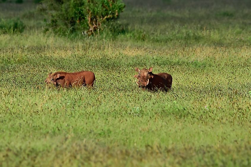 Warthog in the Tsavo East, Tsavo West and Amboseli National Park in Kenya. 